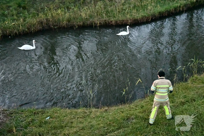 Gewonde zwaan vliegt weg na vangpoging