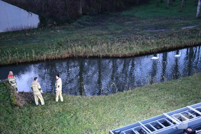 Gewonde zwaan vliegt weg na vangpoging
