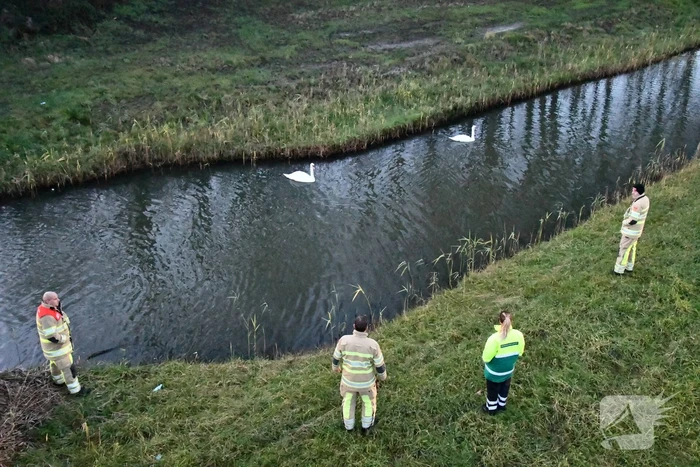 Gewonde zwaan vliegt weg na vangpoging