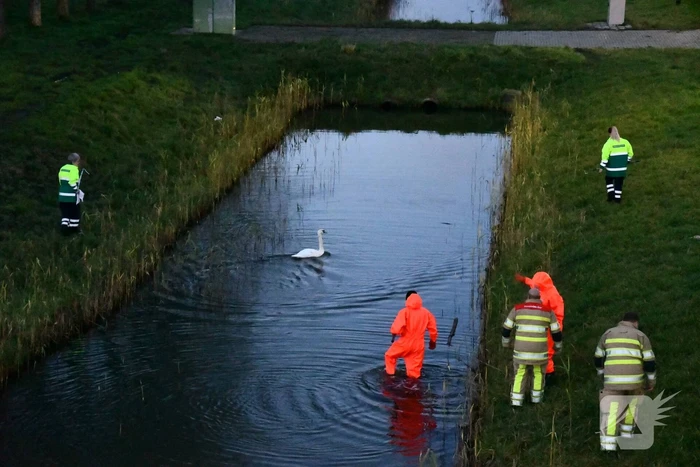 Gewonde zwaan vliegt weg na vangpoging