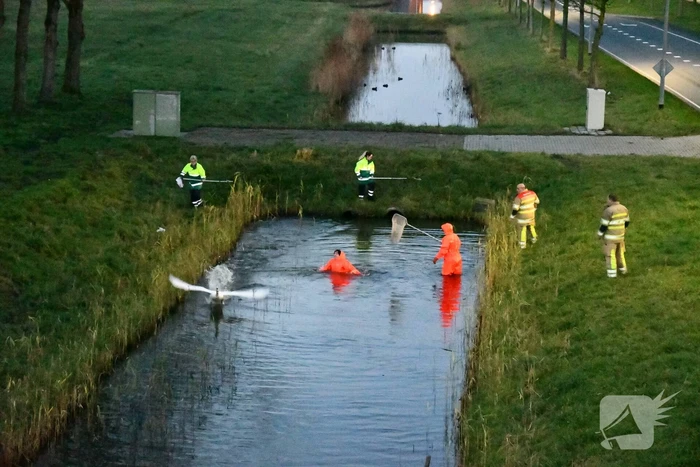 Gewonde zwaan vliegt weg na vangpoging