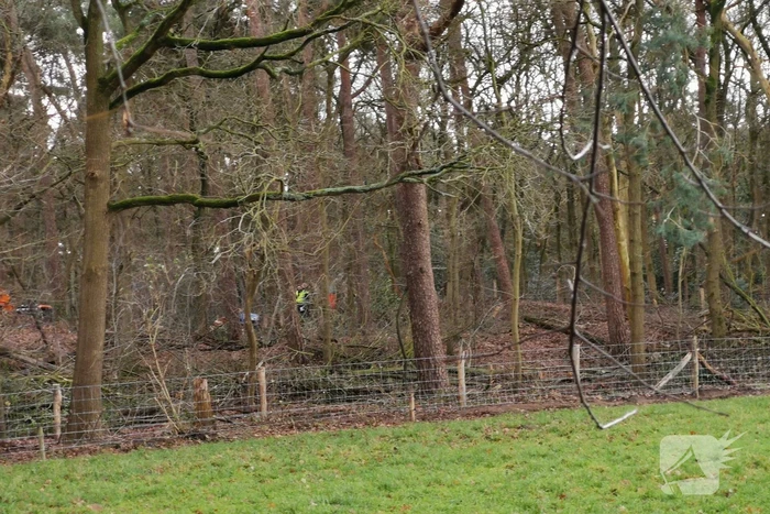 Boom op persoon gevallen in bosgebied