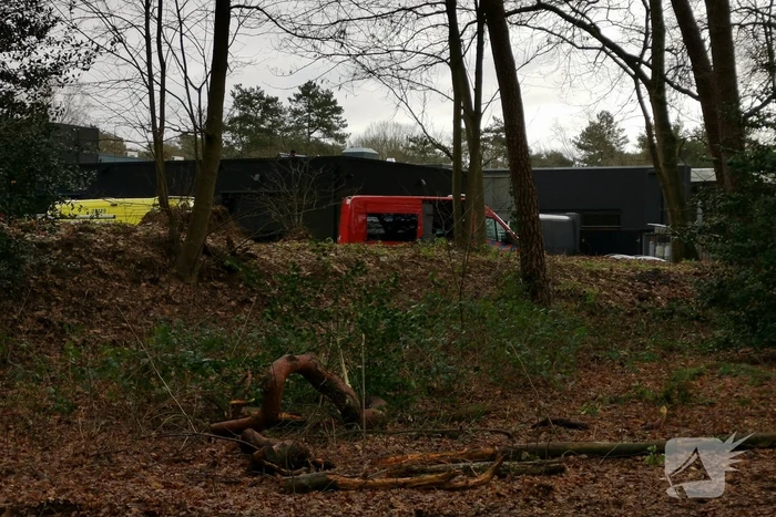 Boom op persoon gevallen in bosgebied