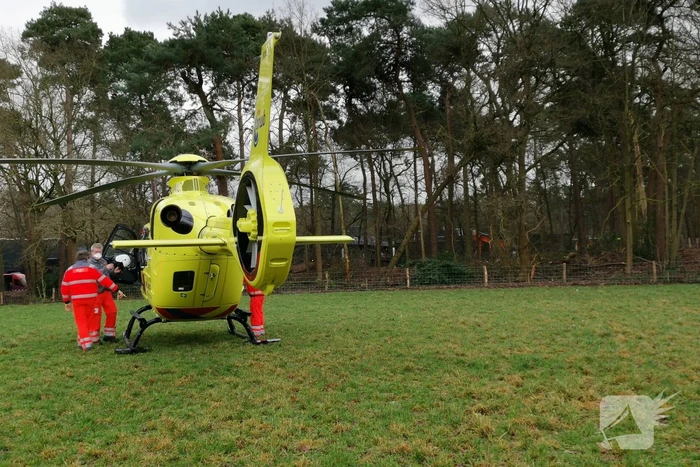 Boom op persoon gevallen in bosgebied