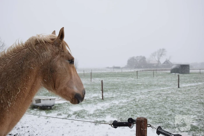 Eerste sneeuwvlokken in provincie Zeeland