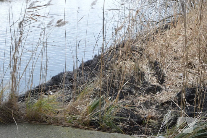 Riet in brand