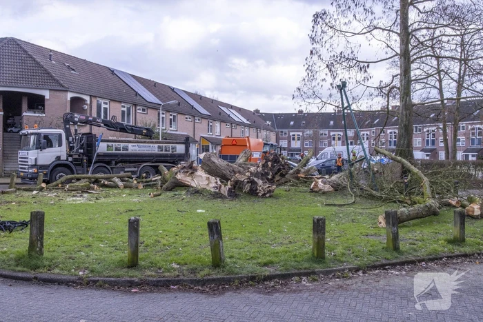 Storm Christoph verwoest monumentale kastanjeboom volledig