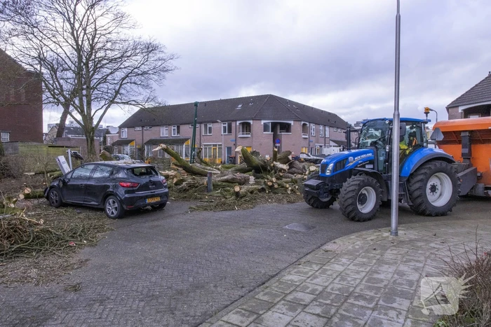 Storm Christoph verwoest monumentale kastanjeboom volledig