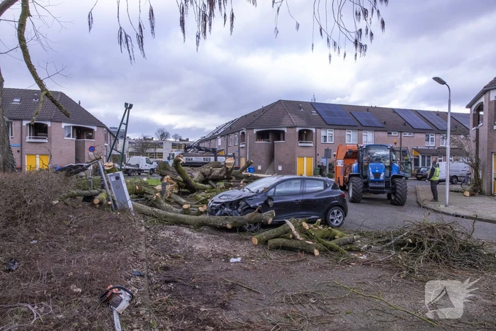 Storm Christoph verwoest monumentale kastanjeboom volledig
