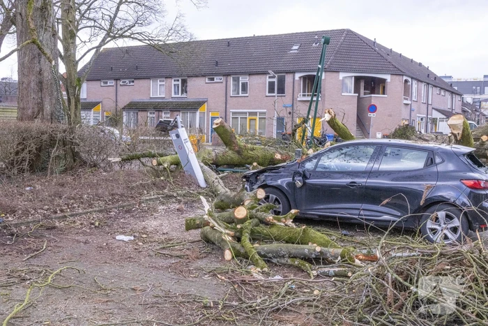 Storm Christoph verwoest monumentale kastanjeboom volledig