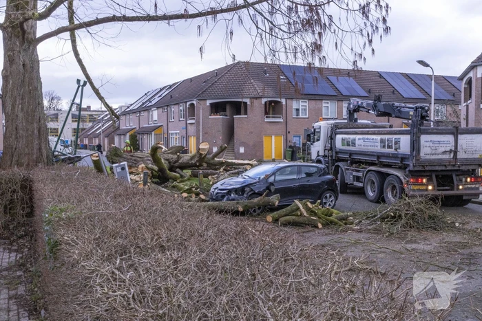 Storm Christoph verwoest monumentale kastanjeboom volledig