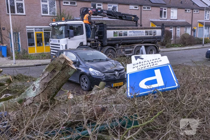 Storm Christoph verwoest monumentale kastanjeboom volledig