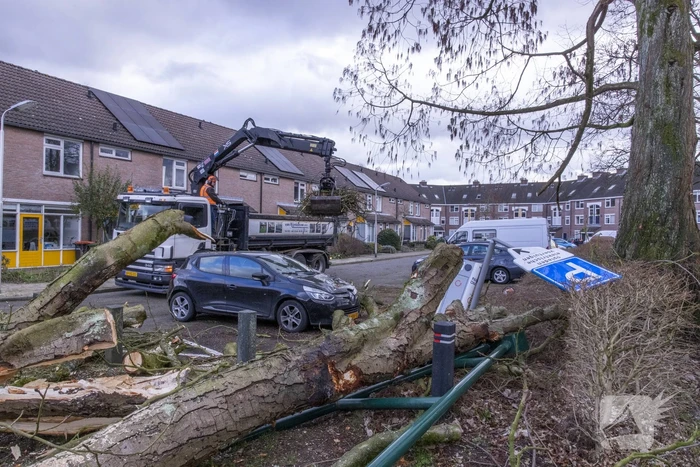 Storm Christoph verwoest monumentale kastanjeboom volledig