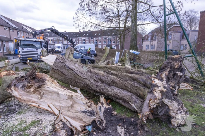 Storm Christoph verwoest monumentale kastanjeboom volledig