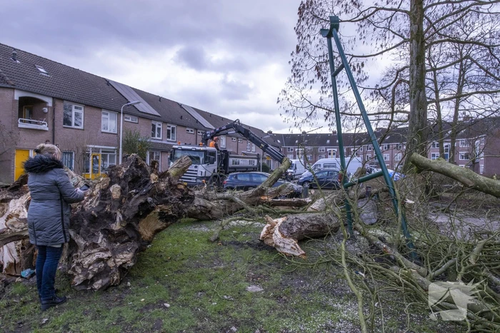 Storm Christoph verwoest monumentale kastanjeboom volledig