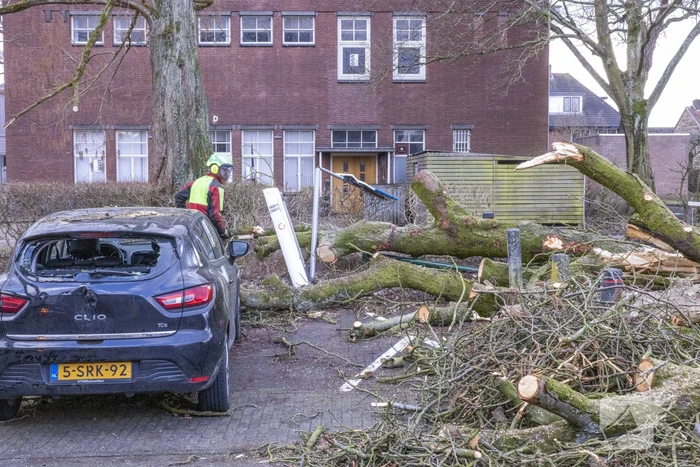 Storm Christoph verwoest monumentale kastanjeboom volledig