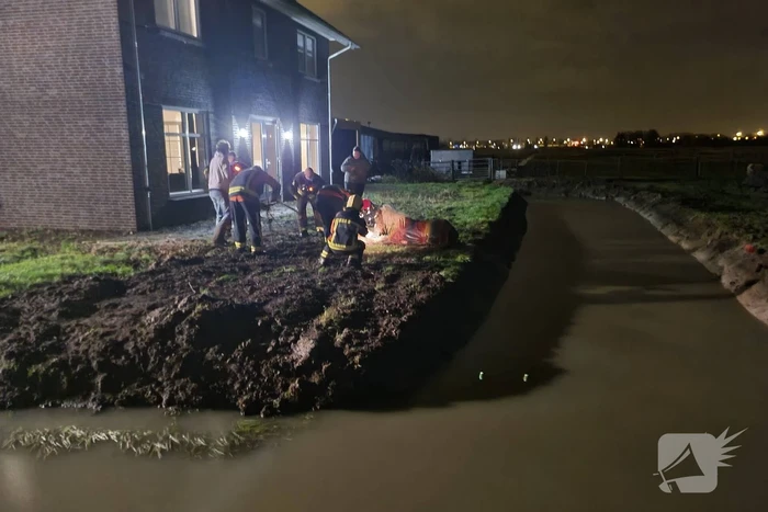 Shetlandpony raakt te water