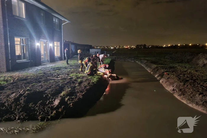 Shetlandpony raakt te water