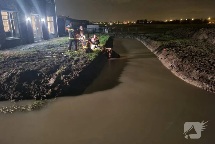 Shetlandpony raakt te water
