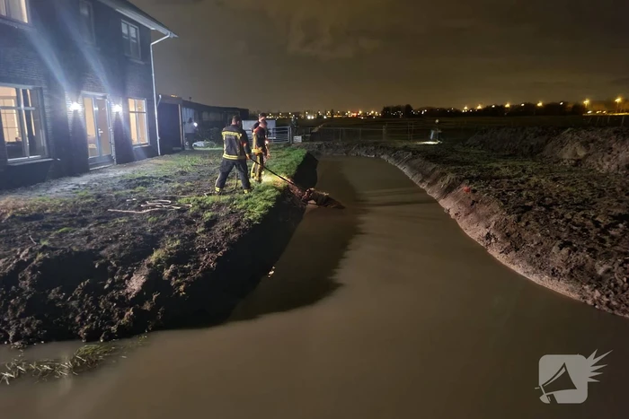 Shetlandpony raakt te water