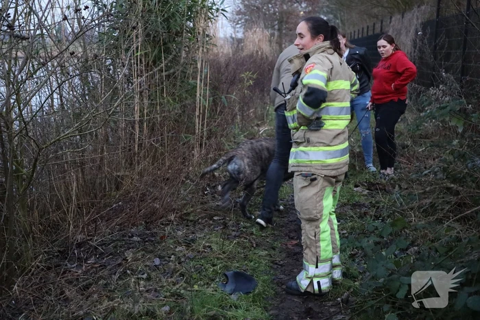 Brandweer redt hond te water