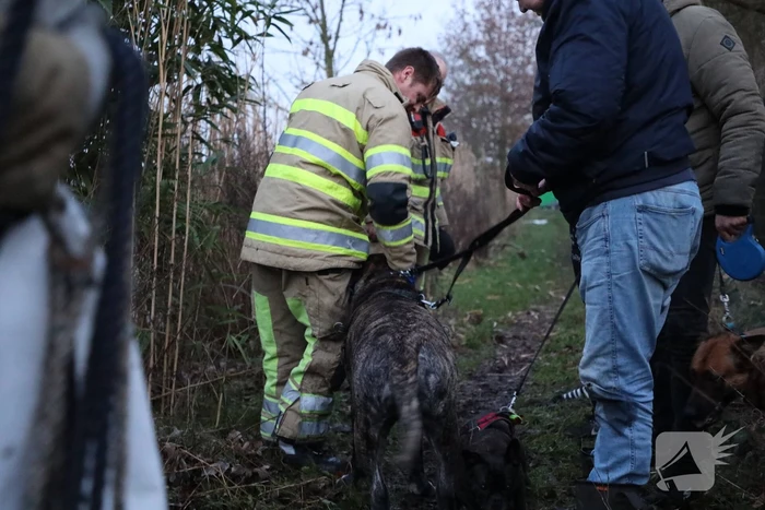 Brandweer redt hond te water