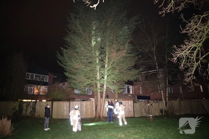 Kat springt uit boom bij reddingspoging