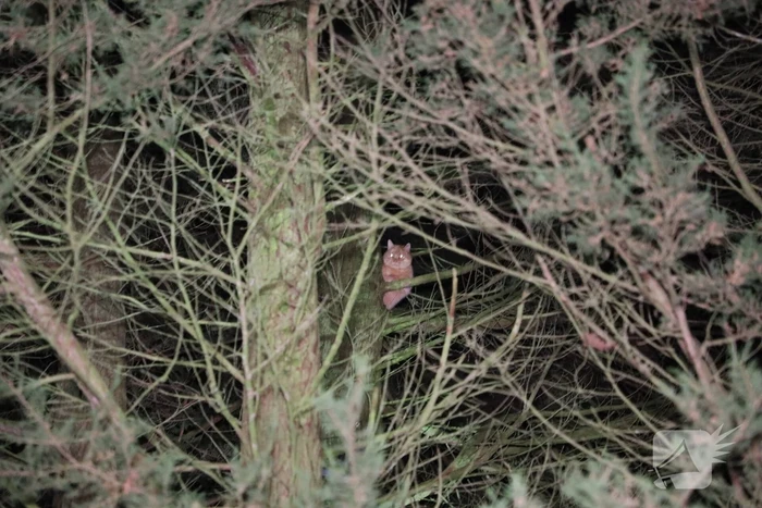 Kat springt uit boom bij reddingspoging