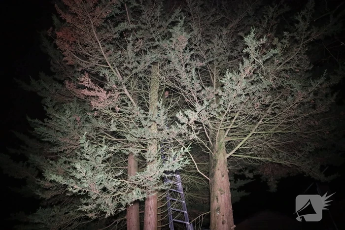 Kat springt uit boom bij reddingspoging
