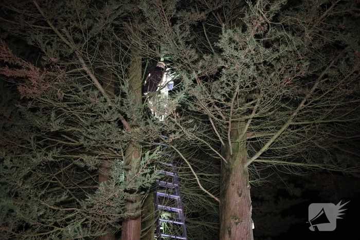 Kat springt uit boom bij reddingspoging