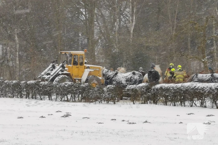 Bulldozer zet paard weer op zijn benen