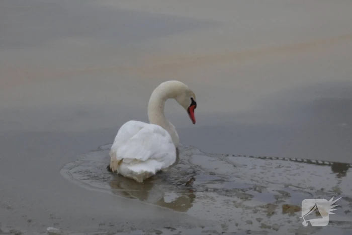 Zwaan vastgevroren op het ijs