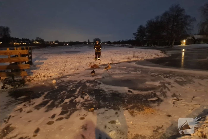 Buurtbewoner belt brandweer voor vermoedelijk vastzittende gans