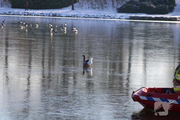 Grauwe gans vast op Eendjesvijver Vijverpark