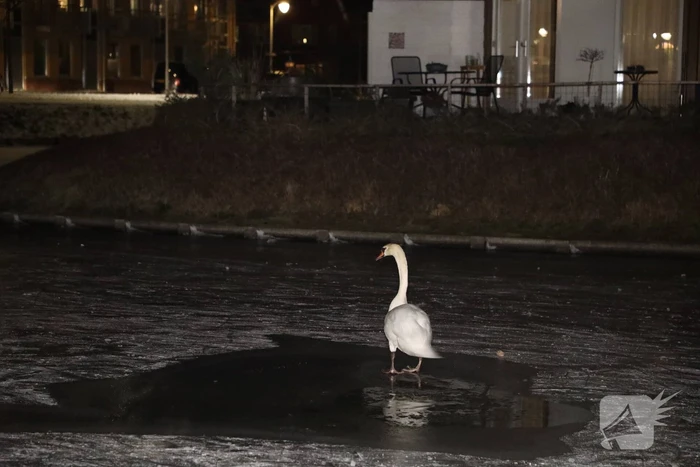 Brandweer ingezet voor zwaan vast op ijs