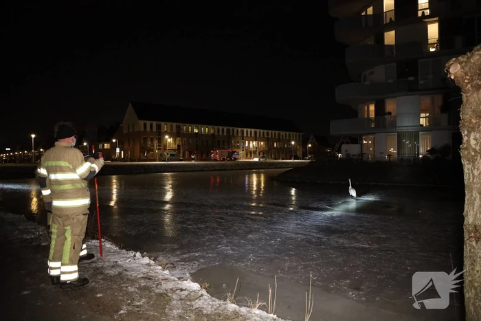 Brandweer ingezet voor zwaan vast op ijs