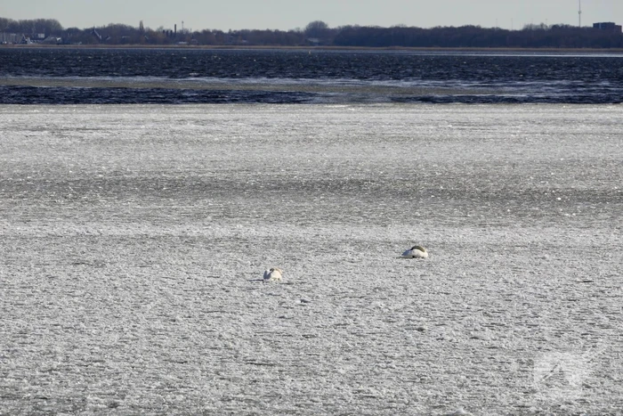 Twee vastzittende zwanen met drone bevrijdt