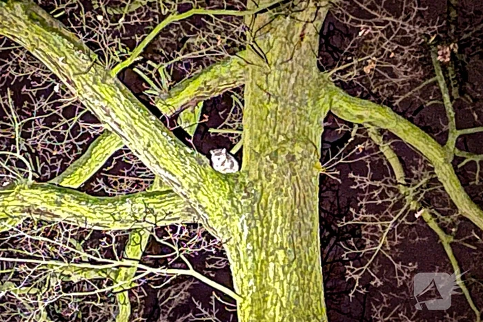 Kat door brandweer uit de boom gehaald