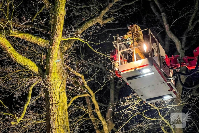 Kat door brandweer uit de boom gehaald