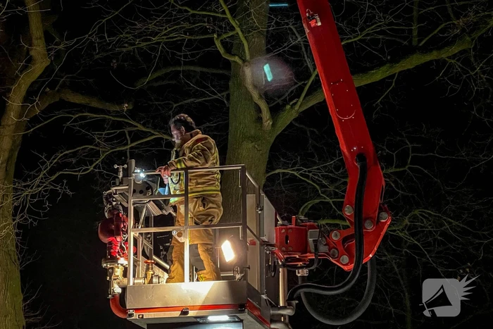Kat door brandweer uit de boom gehaald