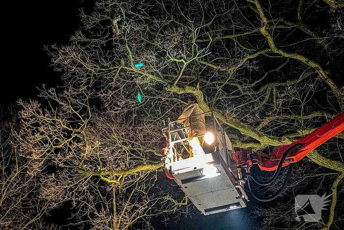 Kat door brandweer uit de boom gehaald