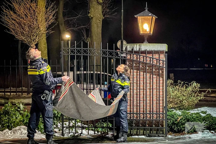 Kat door brandweer uit de boom gehaald