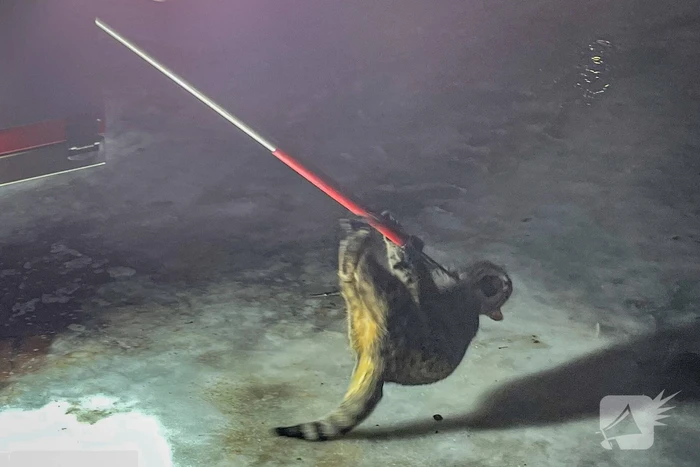 Kat door brandweer uit de boom gehaald