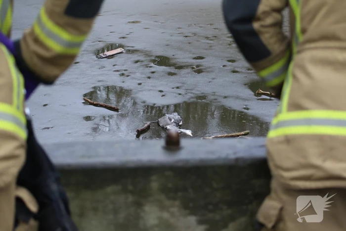Dode reiger door brandweer uit het Rehorstpark gehaald