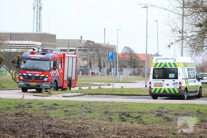 Dode reiger door brandweer uit het Rehorstpark gehaald
