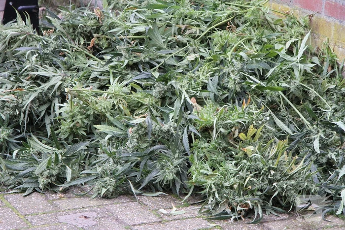 Hennepkwekerij ontdekt bij inval Finesse Exclusive Lounge