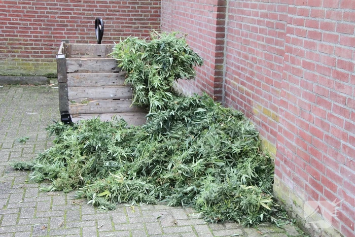 Hennepkwekerij ontdekt bij inval Finesse Exclusive Lounge