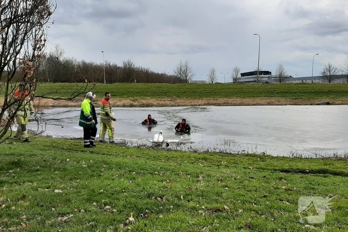Brandweer en dierenambulance helpen zwaan uit ijs