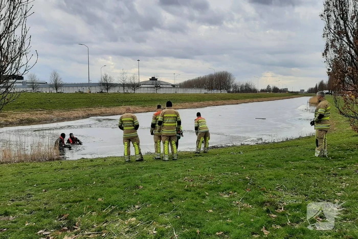 Brandweer en dierenambulance helpen zwaan uit ijs