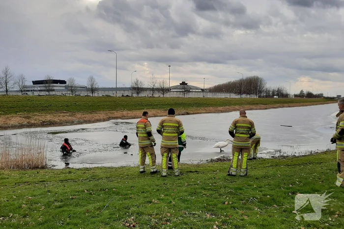 Brandweer en dierenambulance helpen zwaan uit ijs